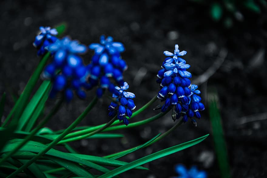 blommor, blåa blommor, små blommor, kronblad, blå kronblad, blomma, flora