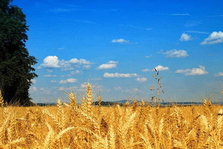 hvete, jordbruk, innhøsting, skyer, høst, Enger, utendørs, sommer, landlige scene, blå, gård