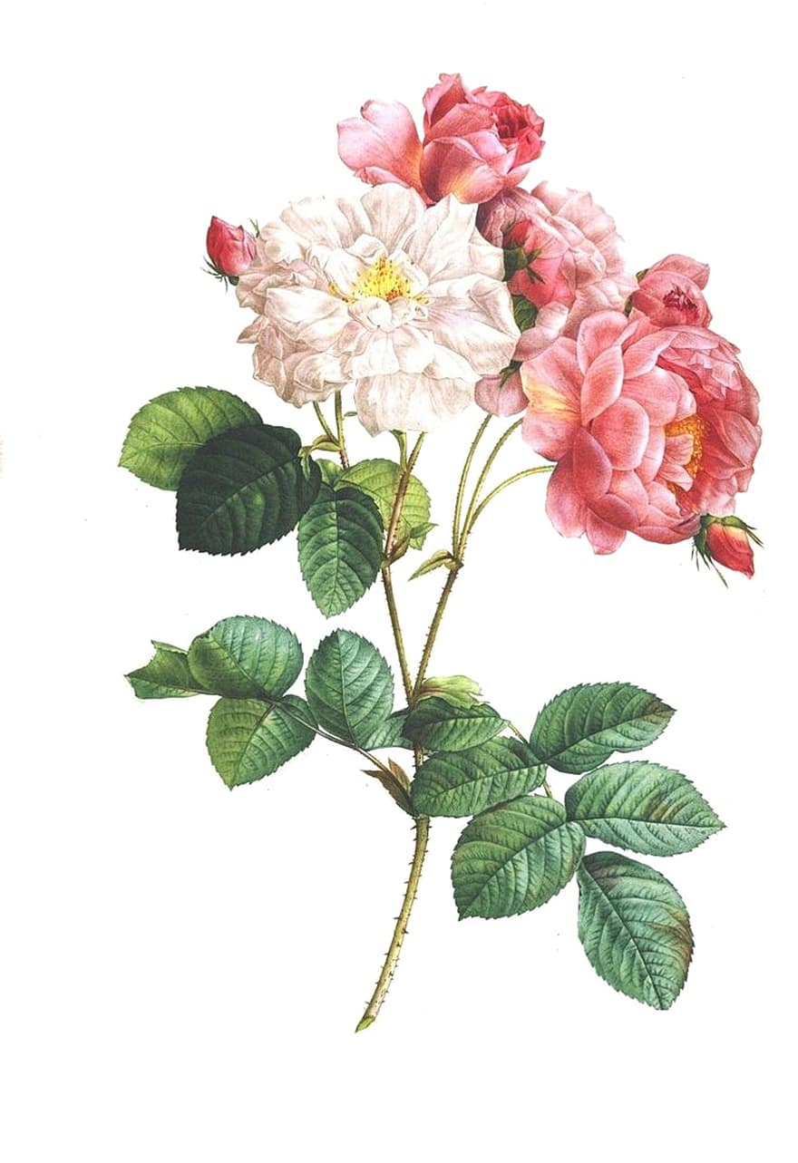 Rose, Vintage, Flower, Floral, Antique, Botanical, Romantic, Nature, Leaf, Ornament, Decorative