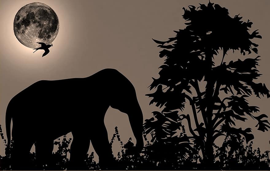 달, 빛에 대항하여, 하늘, 서쪽, 밀림, 숲, 아프리카, 코끼리, 동물, 포유 동물, 자연