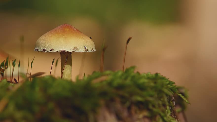 houba, mech, houby, podzim, les, přízemní, čepice