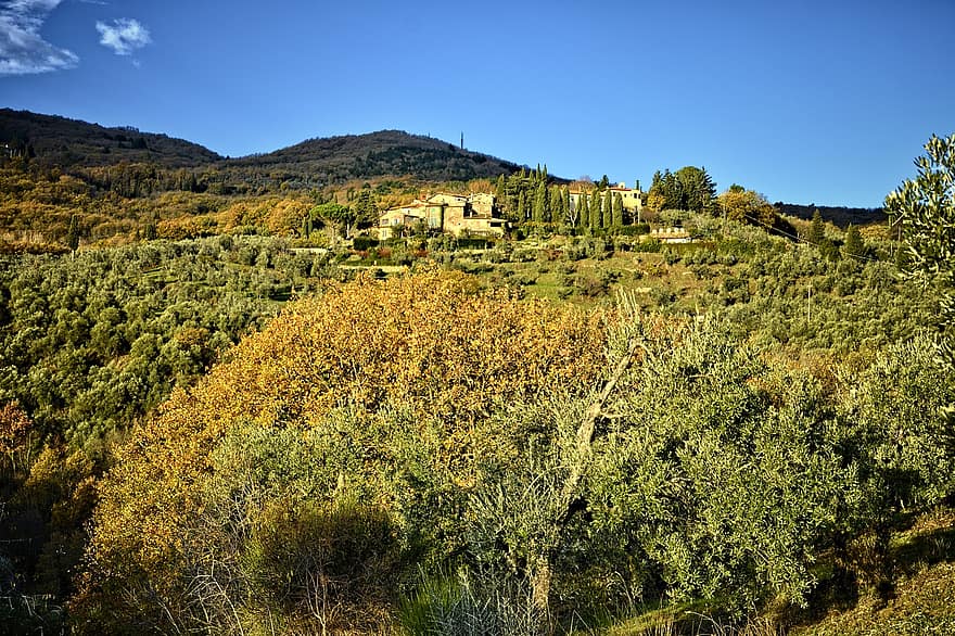 villa, bomen, heuvel, olijven, landgoed, landelijk, platteland, Florence, Toscane, landelijke scène, boom