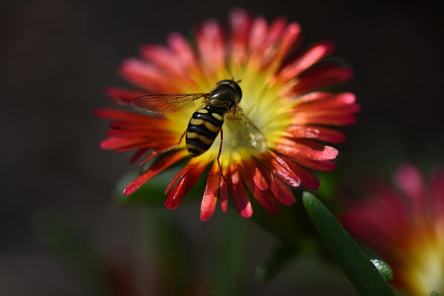 delosperma, kwiat, pszczoła, kwitnąć, Natura, kolorowy