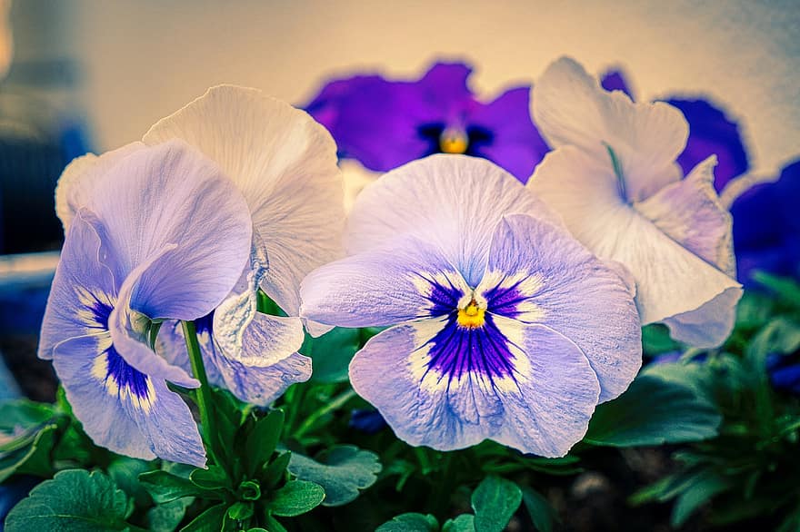братка, квіти, рослини, фіолетові квіти, violaceae, фіолетовий, альта, пелюстки, цвітіння, сад, весна