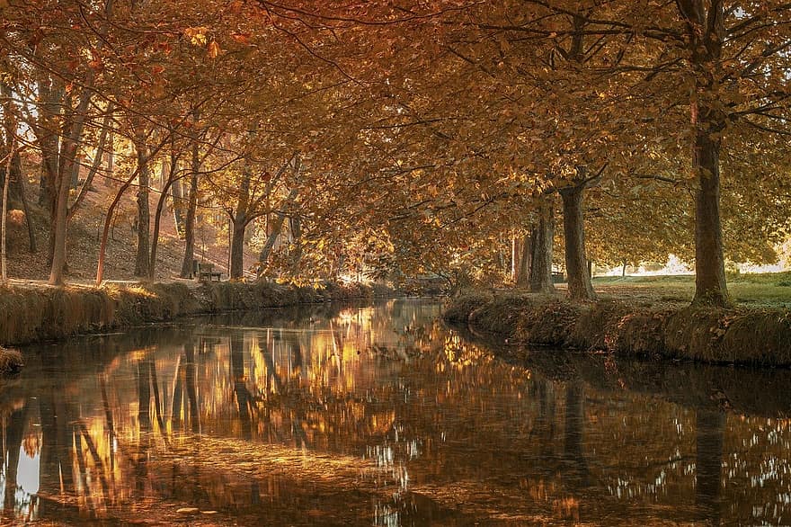 Wald, Fluss, Herbst, Baum, Blatt, Jahreszeit, Landschaft, Gelb, Wasser, Reflexion, ruhige Szene