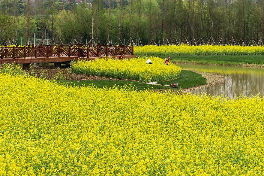 Nature, Travel, Exploration, Outdoors, flower, yellow, summer, plant, green color, rural scene, landscape