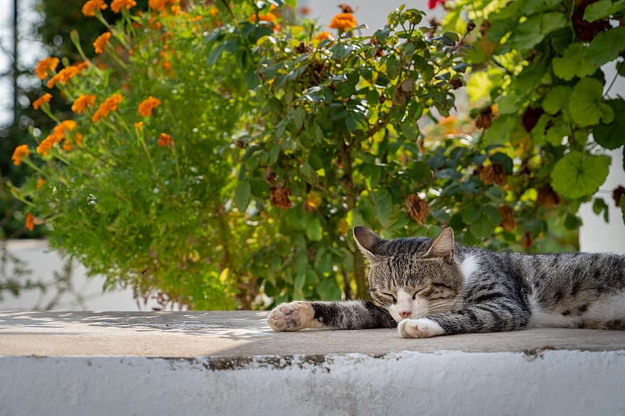 кішка, сплячий кіт, задньому дворі, Греція, корфу, тварина