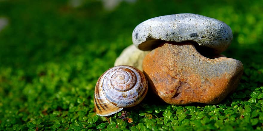 shell, pedres, macro, espiral