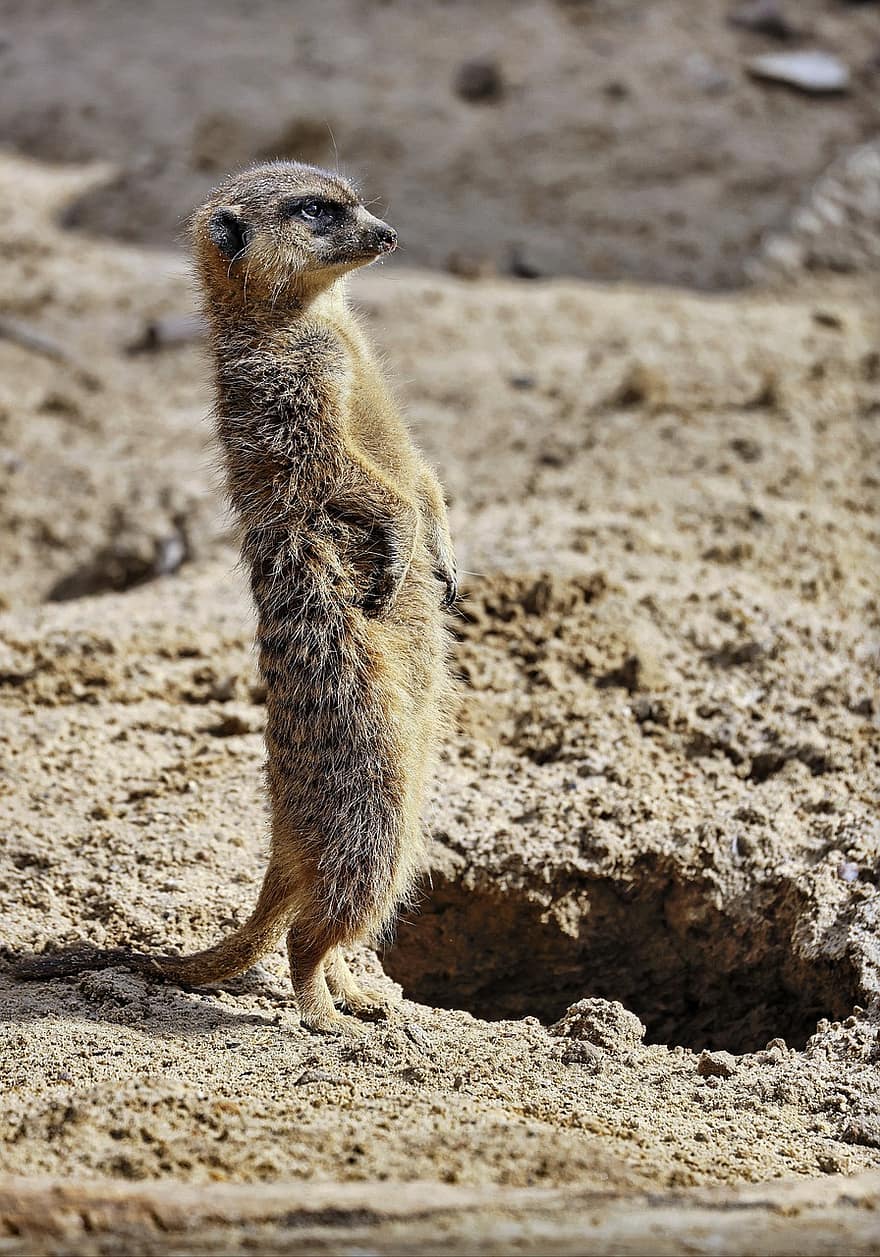 meerkat, mammifero, sabbia, pelliccia, specie, fauna, natura, attento, mangusta, piccolo, animali allo stato selvatico
