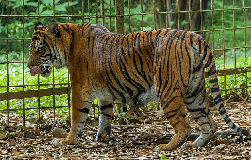 Tygrys, zwierzę, safari, tygrys sumatrzański, ssak, duży kot, dzikie zwierze, dzikiej przyrody, koci, żbik, dziki