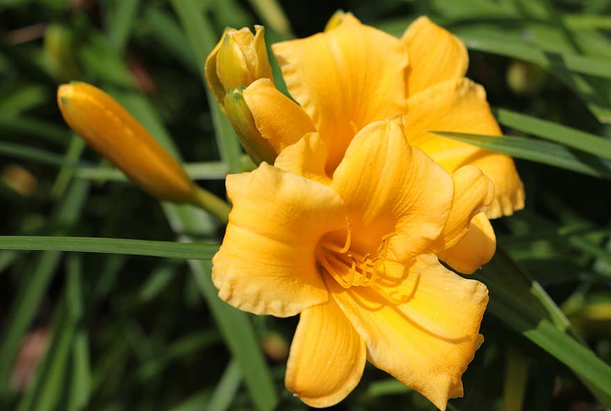 hemerocallis, daylily, gul, støvdragere, sommer, have, Også på et andet