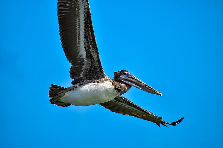 pelicano, pássaro, vôo, pássaro aquático, ave aquática, animal, animais selvagens, voar, céu