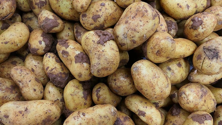 Potatoes, Vegetables, Root Crop, raw potato, freshness, vegetable, food, agriculture, close-up, organic, vegetarian food