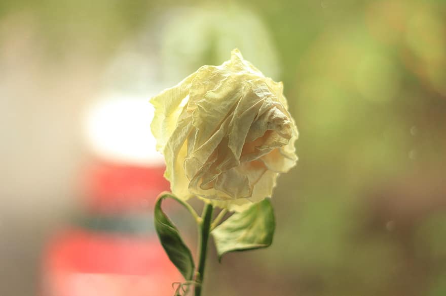dzeltenā roze, vītināts zieds, dzeltens zieds, zieds, flora