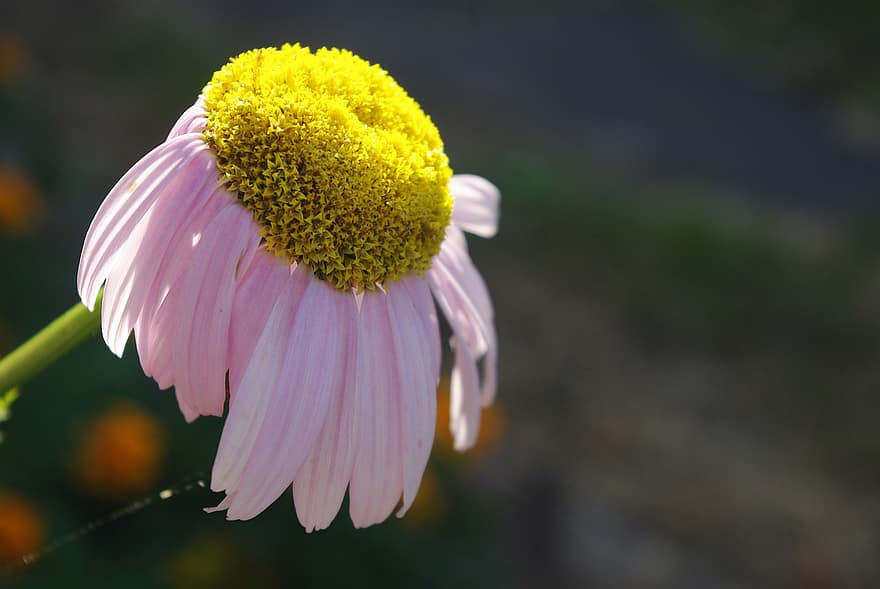 Marguerite, fleur, pétales