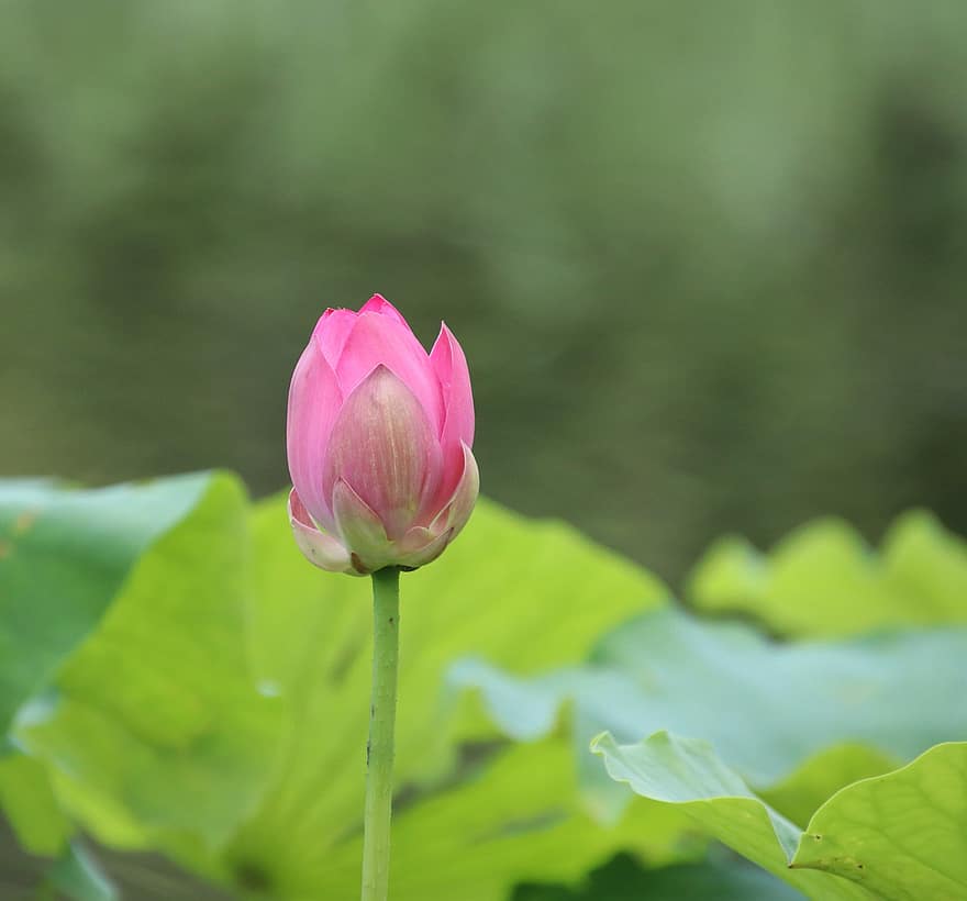 lotus, bourgeon floral, nénuphar, fleur rose