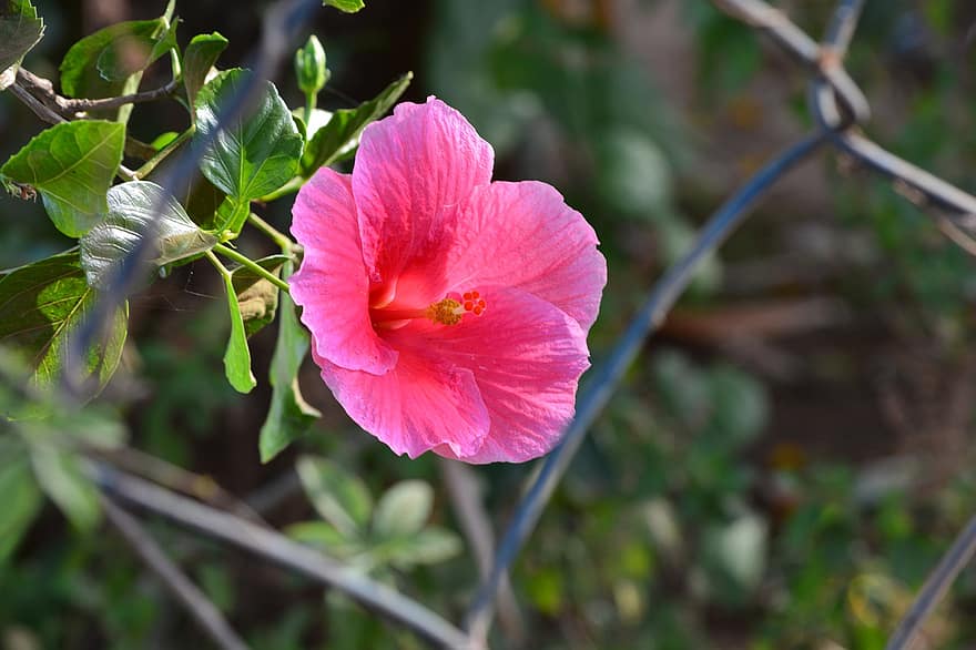 flor, Flor Hibiscus, hibisco rosa, floración, pétalos, pétalos de rosa, flora, naturaleza