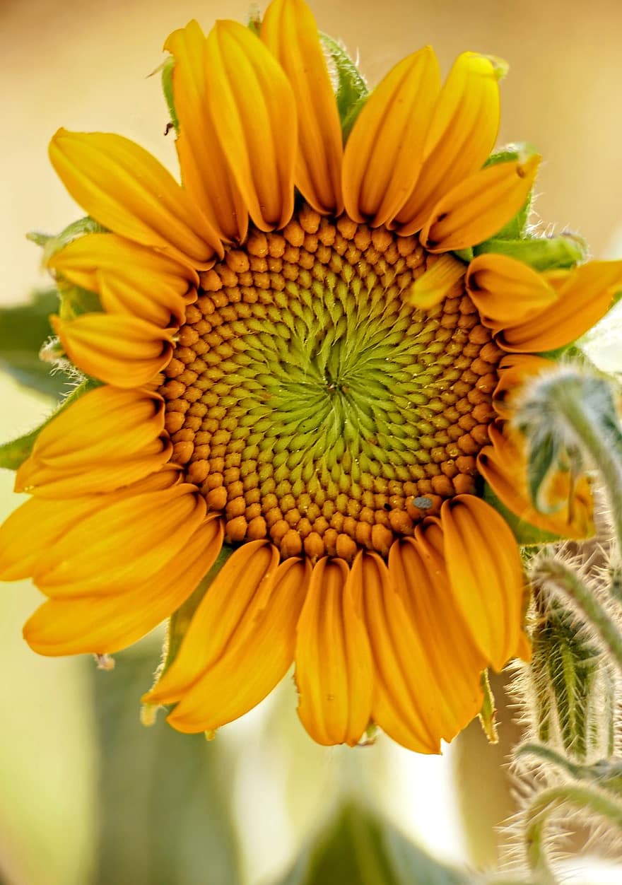 Sunflower, Flower, Plant, Yellow Flower, Petals, Bloom, Blossom, Flora, Summer, Bright, Garden