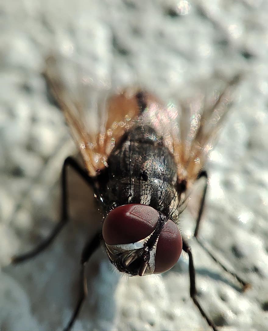 volar, insecto, alas, de cerca, macro, mosca doméstica, pequeña, parásito, ojo de animal, antihigiénico, antecedentes
