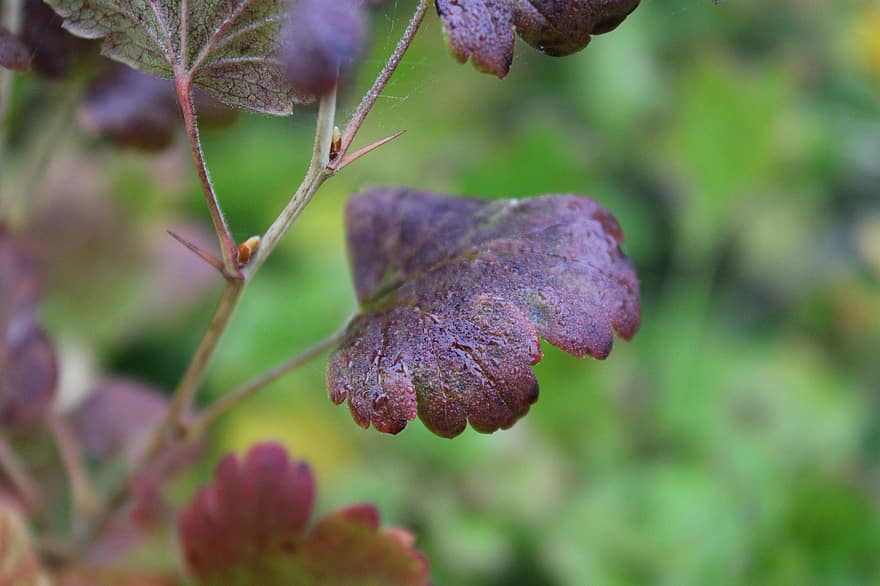 Leaves, Branch, Fall, Autumn, Dew, Wet, Dewdrops, Autumn Leaves, Purple Leaves, Foliage, Thorns