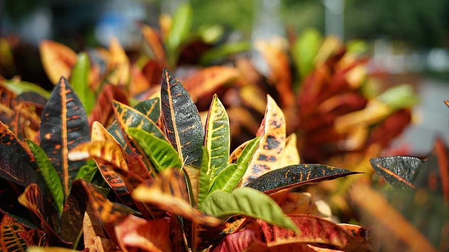Plants, Leaves, Foliage, Bush, Drops Of Water, leaf, autumn, close-up, multi colored, yellow, plant