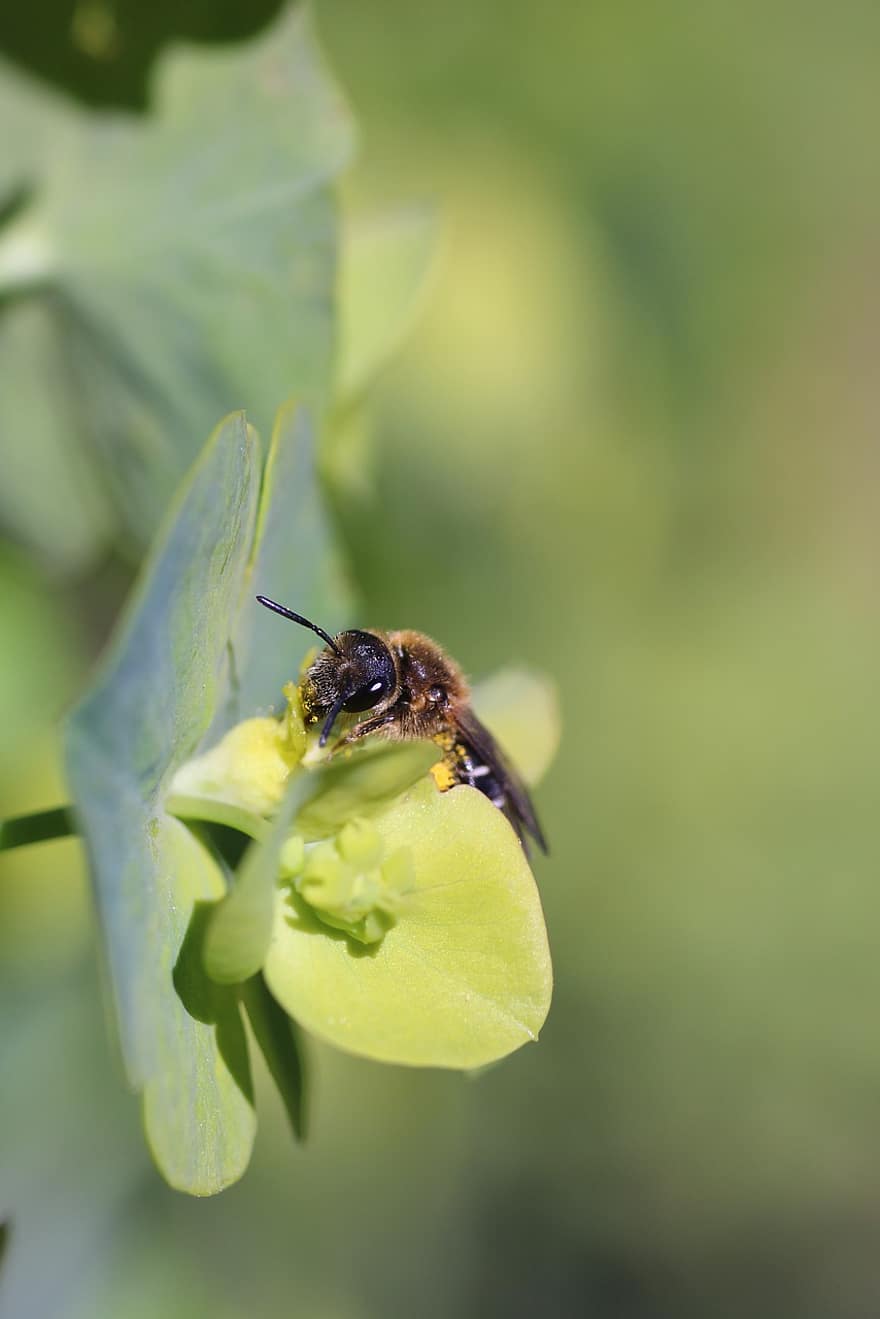 ape selvaggia, ape, insetto, impollinatore, impollinazione, primavera, natura, macro, macrofotografia, avvicinamento, pianta