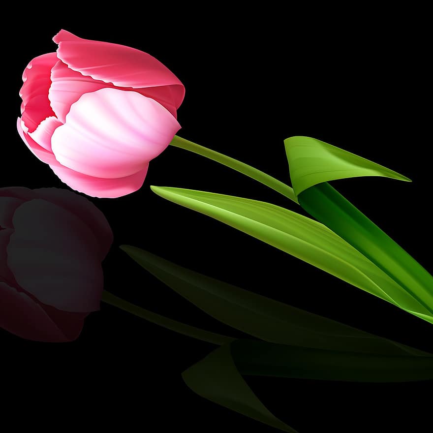 kwiat, tulipan, roślina, Natura, płatek, czarne tło, odbicie, tulipan różowy