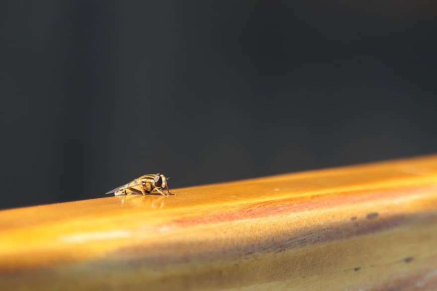 bal arısı, vurgulu sinek, böcek, ahşap kirişler, uçan, oturmak, kanat, kapatmak, makro, Sarı, tozlaşma