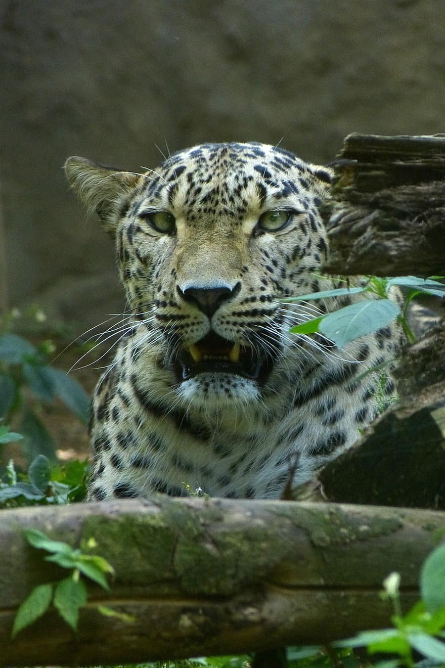 animal, leopardo, mamífero, espécies, fauna, animais em estado selvagem, gato não domesticado, felino, espécies em perigo, gato grande, ampla
