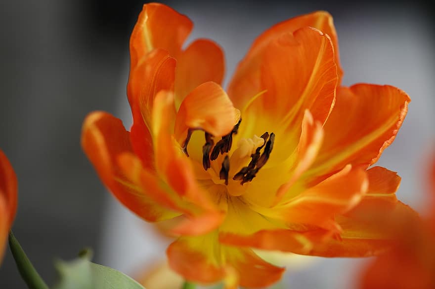 anlegg, blomstre, blomst, natur, vår, tulipan, nærbilde, makro, petal, gul, blomsterhodet