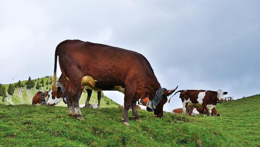 tehenek, legelő tehenek, francia Alpok, cowbells, Barna foltos tehenek, barna tehenek, Alpok, állat, vidéki táj, tanya, állatállomány