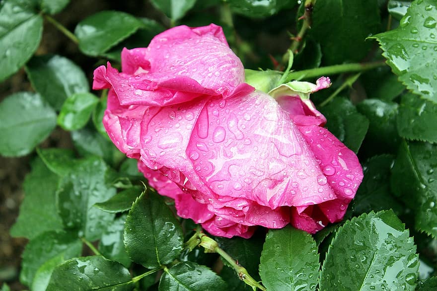 गुलाब का फूल, फूल, ओस, भीगा हुआ, ओस की बूँदे, गुलाबी गुलाब, गुलाबी फूल, पंखुड़ियों, फूल का खिलना, पत्ते, पौधा