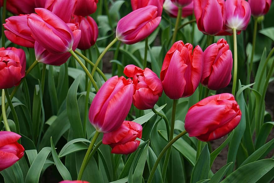 Tulpen, rosafarbene Tulpen, Blätter, Blumen, pinke Blumen, rosa Blütenblätter, blühen, Flora, Blumenzucht, Gartenbau, Botanik