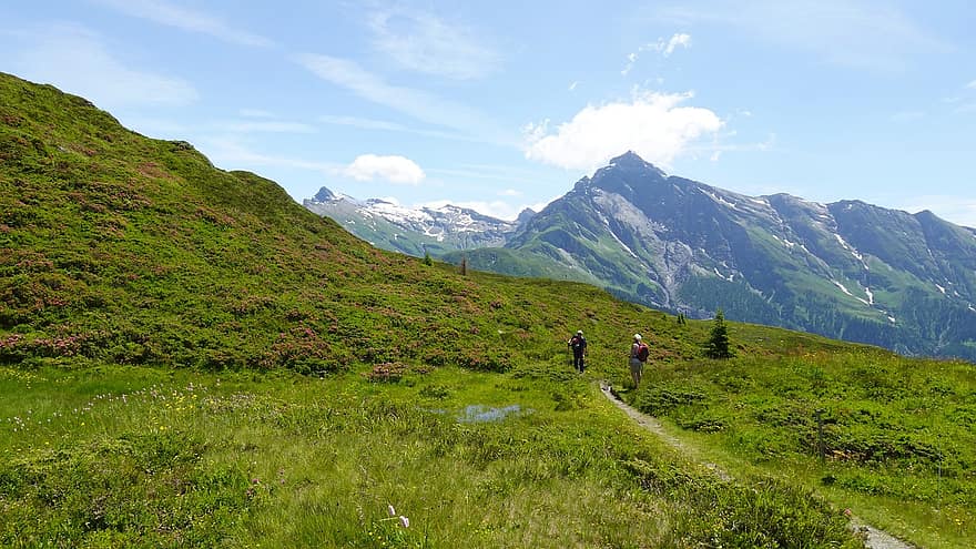 hegyek, dombok, rét, mező, nyári, Graubünden