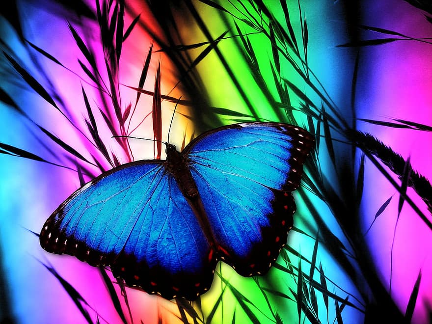 motýl, modrý, hmyz, modrý morphofalter, morpho peleides, nebe motýl, edelfalter