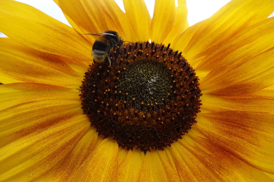solros, bi, gul, blomma, natur, sommar, insekt, växt, närbild, flora, honungsbi