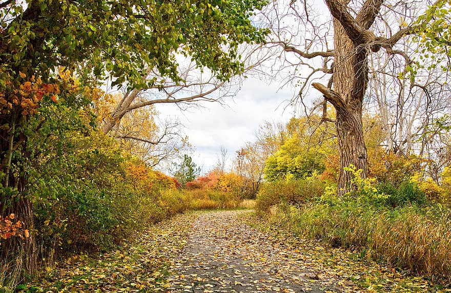 arboles, hojas, follaje, la carretera, camino, hermoso, otoño, amarillo, árbol, hoja, temporada