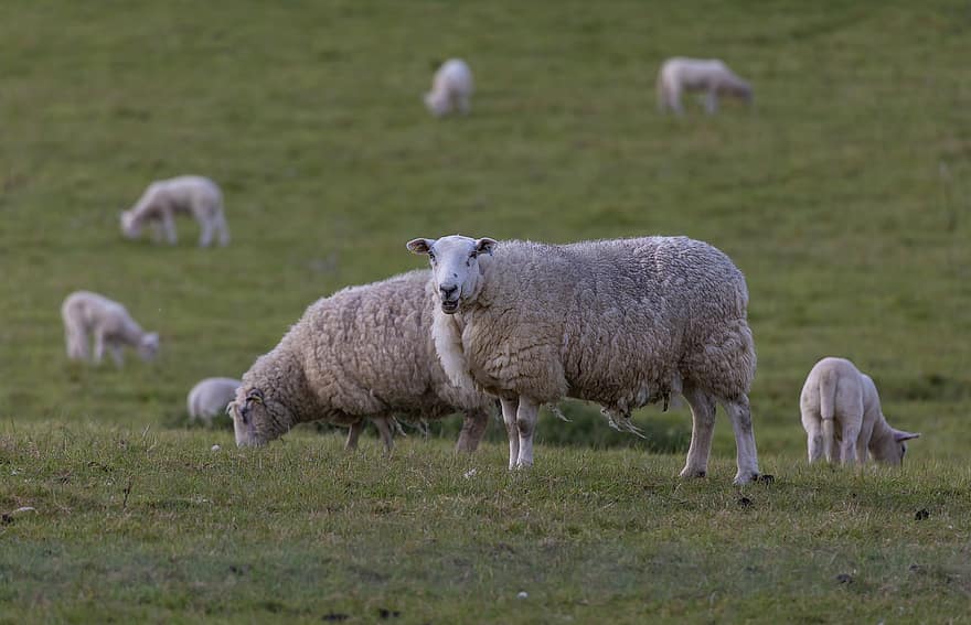 får, lamm, bruka, bete, boskap, fält, natur, söt, lantlig, gräs, flock