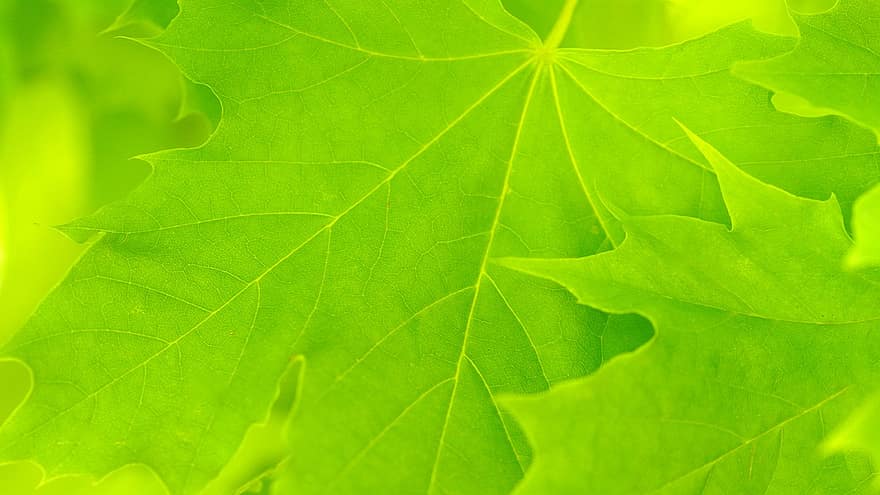 arce, hojas, árbol, hojas de arce, árbol de arce, fondo, hojas de color verde claro, naturaleza, de cerca