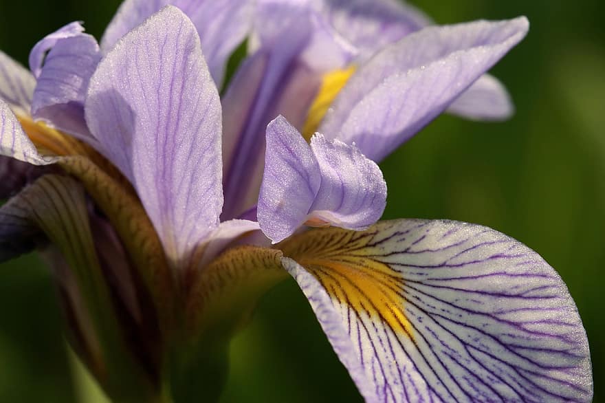 vodní iris, květ, rostlina, duhovka, fialový květ, okvětní lístky, Příroda