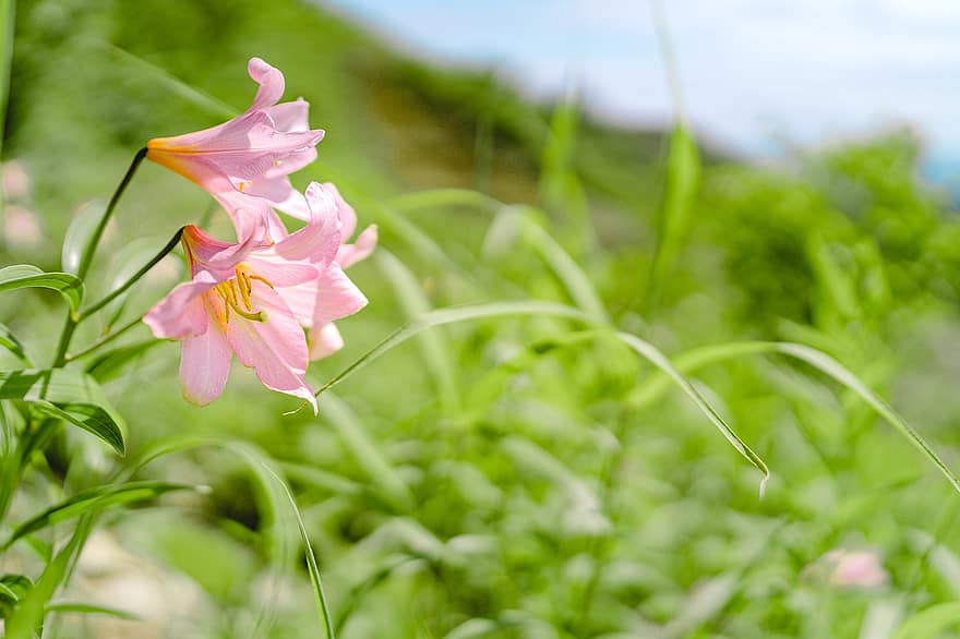 giglio selvatico, fiore rosa, pianta, Lilium Rubbellum, Tohoku, estate, avvicinamento, fiore, foglia, colore verde, petalo