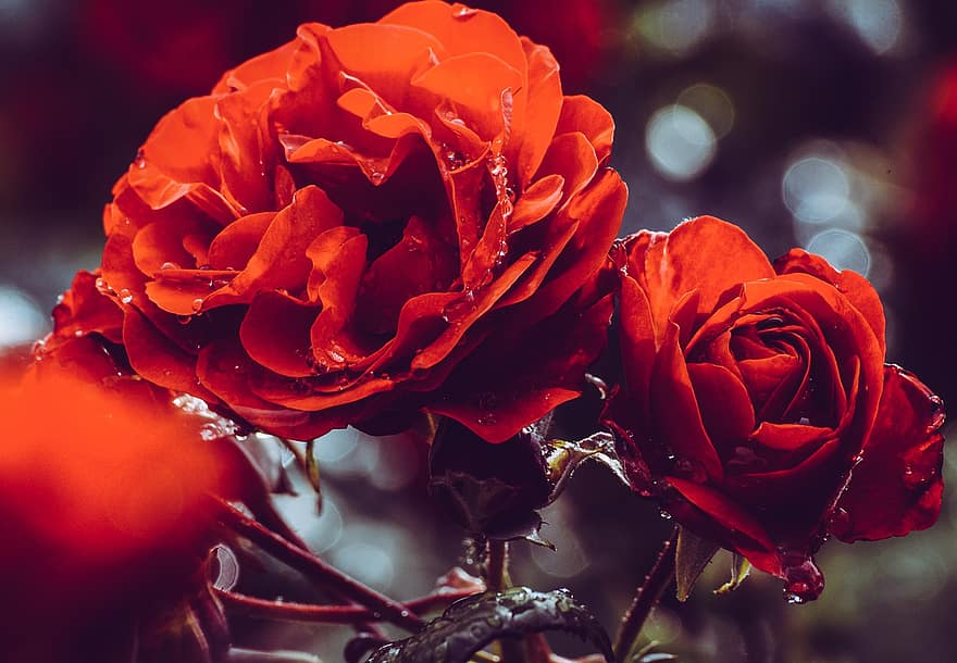 गुलाब का फूल, लाल, महान, फूल, वर्षा, टपक, गुलाब खिल गया, बगीचा, पौधा