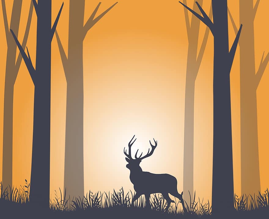 Deer, Trees, Forest, Woods, Grass, Wildlife, Wild Animal, Wilderness, Landscape, Nature, Sunset