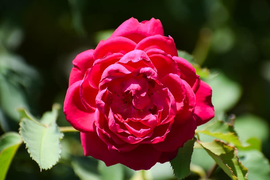 Rose, Blume, blühen, Natur, Flora, Pflanze, Blütenblätter, romantisch, Rosa, Blumen-, Frühling