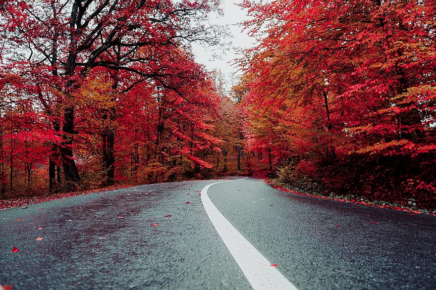 道路、田舎、秋、車道、舗装、高速道路、木、森の中、風景、森林