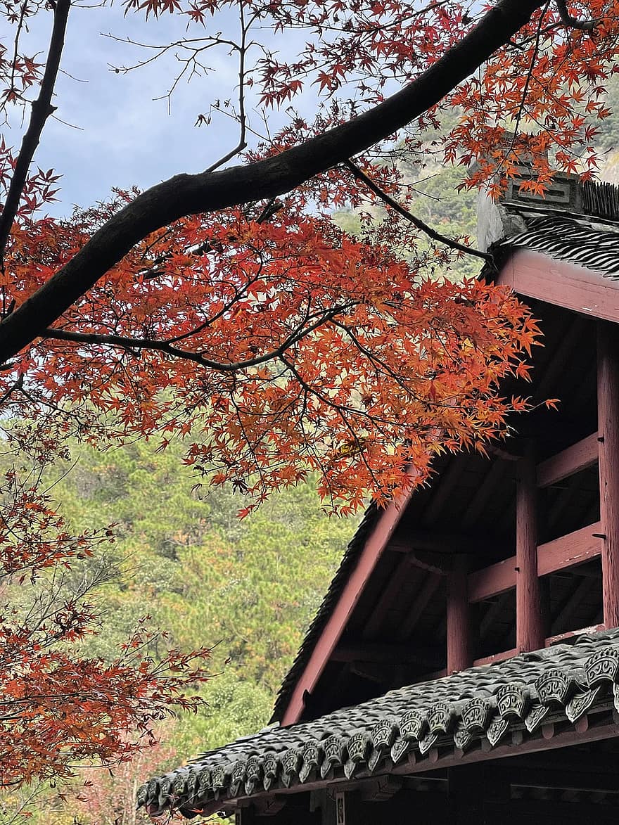 acero, albero, autunno, foglie d'acero, rami, costruzione, tempio, tetto, natura, Zhejiang, foglia