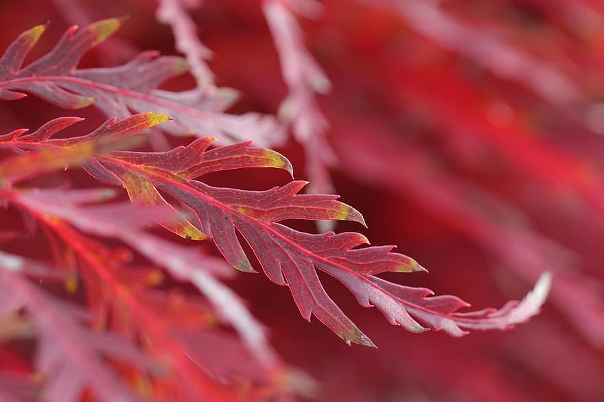 листо, падане, есен, червен, сух
