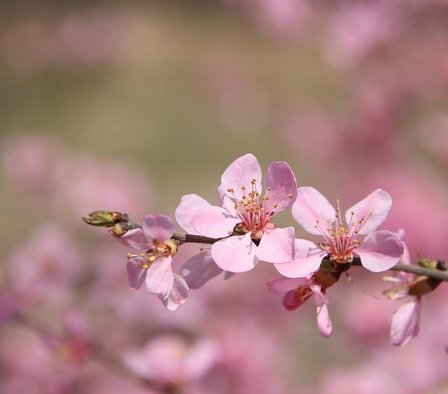 Plum Blossom, Flowers, Branch, Spring, Tree, Pink Flowers, Petals, Bloom, Blossom, Flora, Botany
