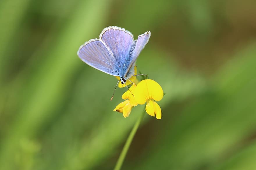 motýl, obyčejná modrá, křídlo, hmyz, louka, Příroda, zvíře, nabídka, tráva, filigrán, klee
