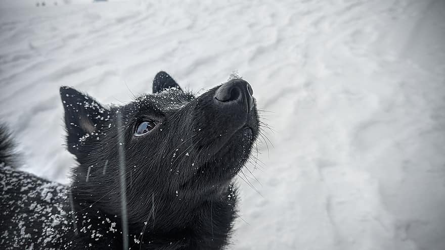 hond, schipperke, sneeuw, winter, buitenshuis, hoektand, huisdier, dier, behang, huisdieren, schattig